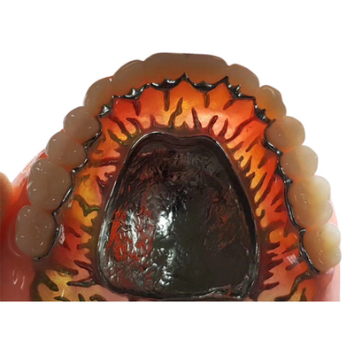 FDA smontabile pieno 3014652903 denti compositi della protesi dentaria della corona della resina