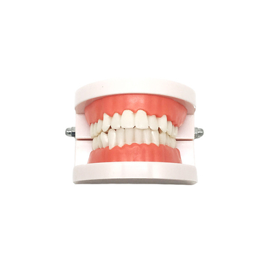 Modello di dente Apparecchio funzionale dentale Insegnamento Modello orale di protesi dentaria