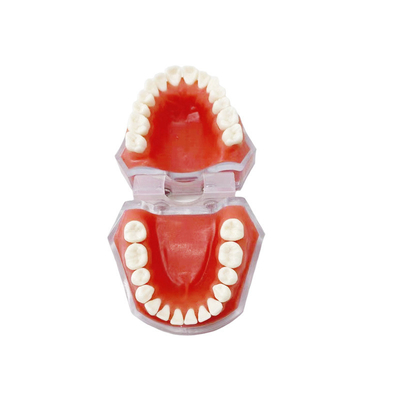 Materiali dentali Modelli di denti staccabili Imparare a praticare l'estrazione del dente
