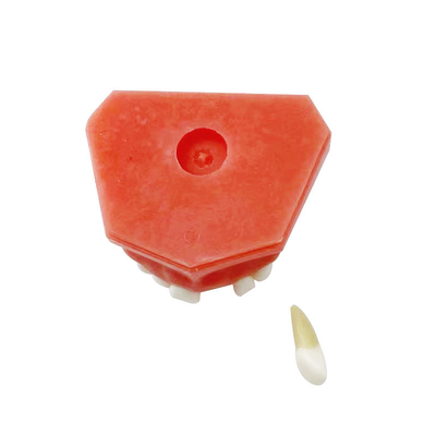 Materiali dentali Modelli di denti staccabili Imparare a praticare l'estrazione del dente