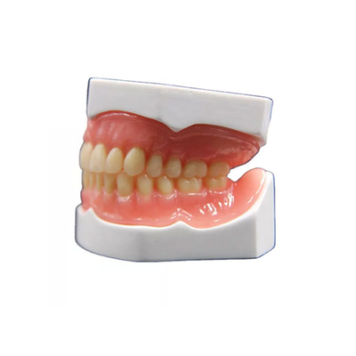 Corona dentaria di biossido di zirconio realistico di forma che fabbrica il modello della protesi dentaria 3D